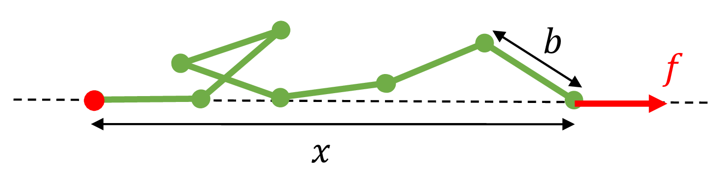 Fig. 2: A freely jointed chain subject to a pulling force $f$ to the right along the axis of the dashed line. The red ball on the left indicates that the left end of the polymer is tethered to that fixed position.